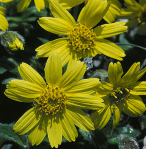 Image of Arnica