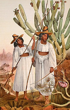 Book plate depicting two women harvesting cactus fruit. Click to enlarge.
