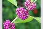 View a larger version of this image and Profile page for Callicarpa americana L.