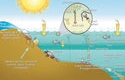 A diagram of how hypoxia and eutrophication occur in a coastal area