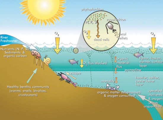 A diagram of how hypoxia and eutrophication occur in a coastal area.