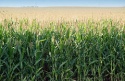 Close-up photo of a corn field.