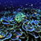 Coral (AP Images)