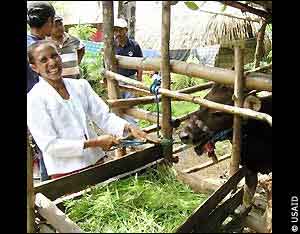 Woman feeding cow (USAID)