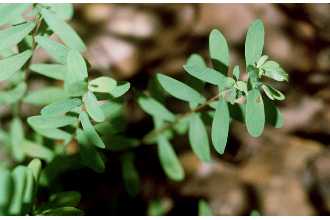 Photo of Hypericum hypericoides (L.) Crantz ssp. hypericoides