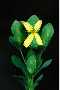 View a larger version of this image and Profile page for Hypericum hypericoides (L.) Crantz ssp. hypericoides