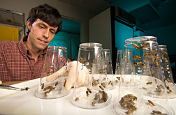 At the Bee Research Lab in Beltsville, Maryland, an entomologist studies the effects of bacterial pathogens on honey bee health and survival: Click here for full photo caption.