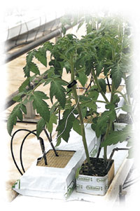 a tomato plant