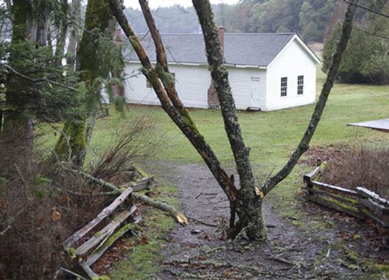 Tree mired in English Camp entrance trail.