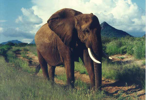 Savannah Elephant