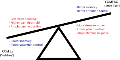 COMT gene seesaw