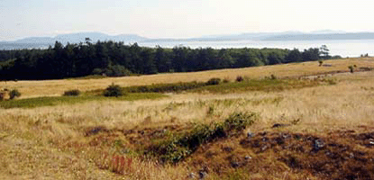 American Camp prairie near the Mt. Finlayson trailhead.