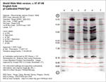 IEF Calibrated Gel image