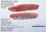 Milkfish Fillet image