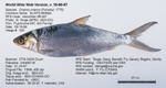 Milkfish Fish image