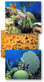 French angel fish swimming among corals and sponges on a Caribbean reef, close-up of coral polyps with tentacles extended, brain coral and seafan on a Caribbean reef.