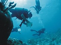 Scientists descending to a coral reef carrying underwater clipboards for note taking.
