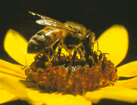 honey bee polinating a flower