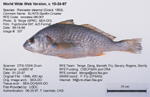 Spotfin Croaker Fish image