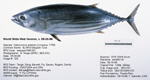 Skipjack Tuna Fish image