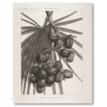 Doum Palm: Details of Leaves and Fruit posters