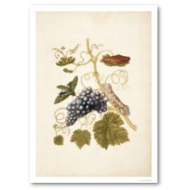 Grape-vine, Moth, Larva, Pupa. posters
