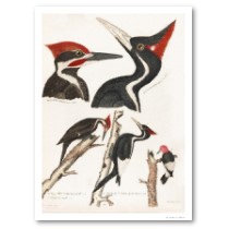 Ivory Billed, Pileated and Red Headed Woodpeckers posters