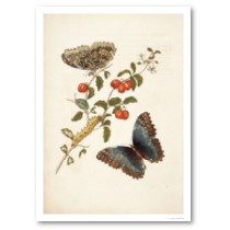 Trinidad Cherry, Butterfly, Larvae. posters