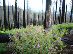 photo of stand of charred trees with mountain in background showing the regrowth of vegetation