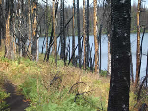 photo of burned area at lakeside with vegetation returning