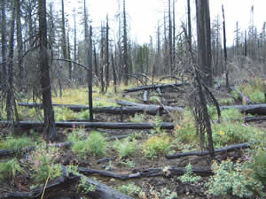 photo showing charred and downed trees