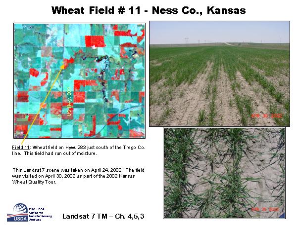 Wheat Field 11: Ness Co., Kansas 