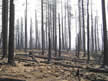 photo of area burned in B & B fire with charred snags