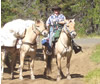 photo of pack horses in  wilderness 