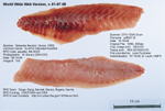 Yellowtail Rockfish Fillet image