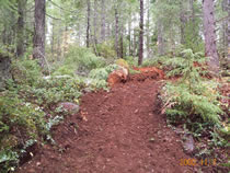 photo of section of Huckleberry OHV Trail