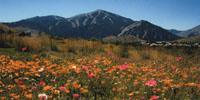 heart of idaho wildflower mix