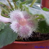 Thumbnail of Lace Flower (Alsobia dianthiflora)