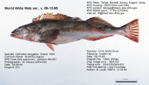 Fish Image