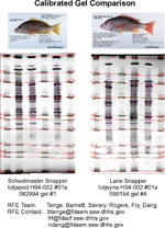 IEF Calibrated Comparison Gel image