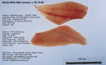 Pacific Ocean Perch Fillet image