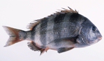 Fish image