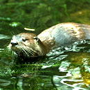 River Otter