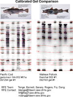 IEF Calibrated Comparison Gel image