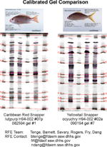 IEF Calibrated Comparison Gel image