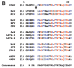 Figure 1B.