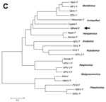 Figure 2C.