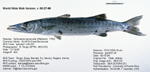 Great Barracuda Fish image