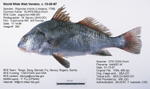 Black Drum Fish image