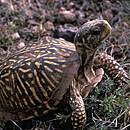 Box Turtle